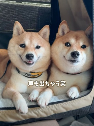 声を出す柴犬