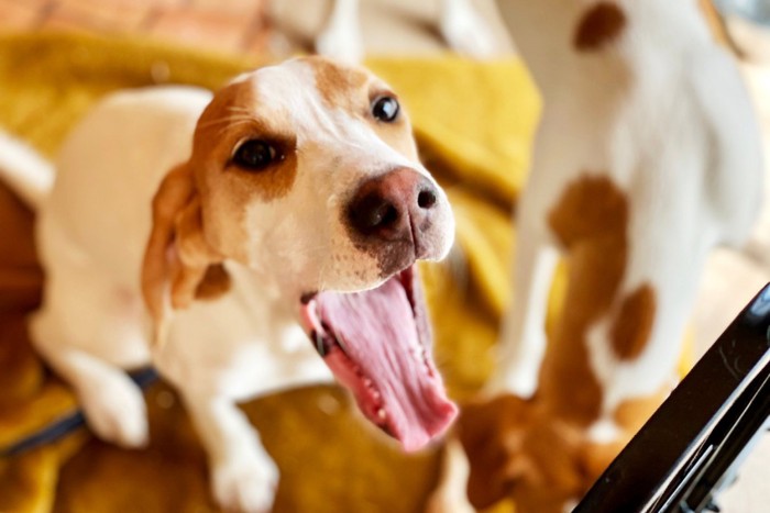 見上げながら口を開ける犬