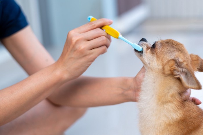 歯磨きされる子犬