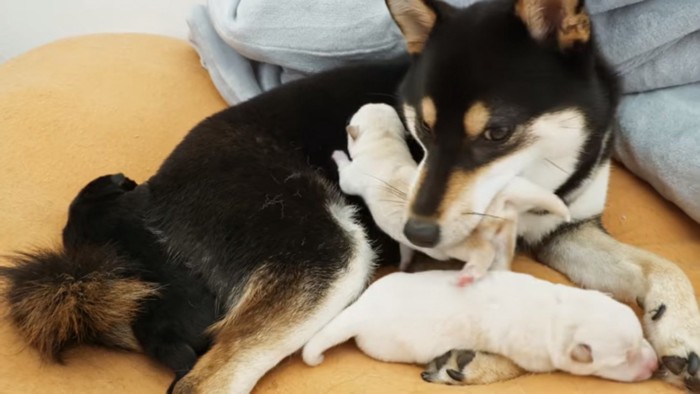 子犬を自分の元へもどすヒナタちゃん