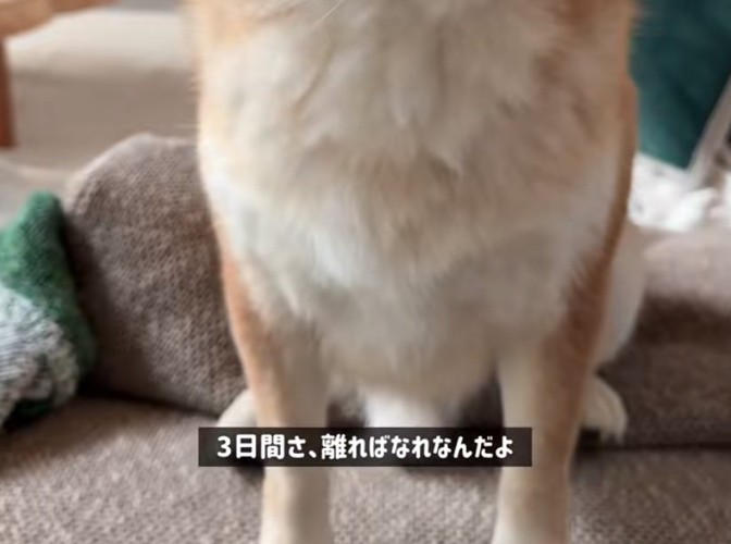 報告を受ける柴犬の足