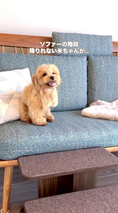 ソファの上に座る茶色い犬