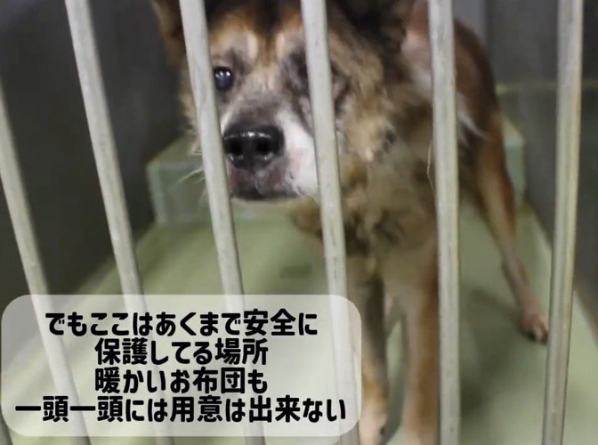 檻の向こうからカメラを見つめる老犬