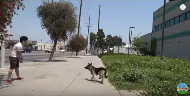 犬が道路にとび出さないように見張る人