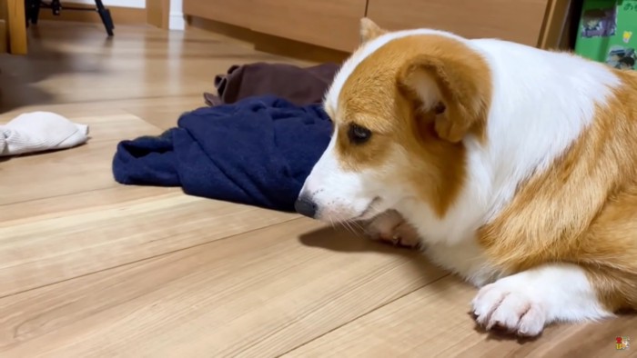 伏せる犬の横顔