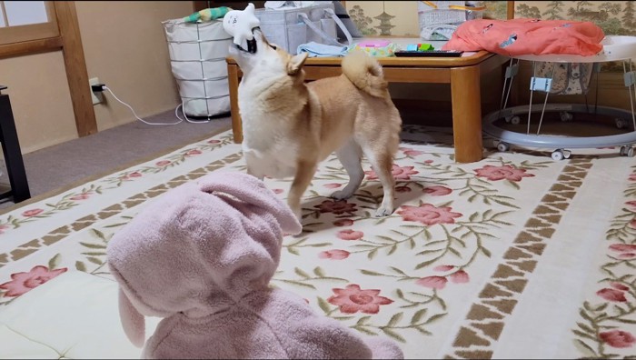 ぬいぐるみを振り回す犬を見つめる赤ちゃん