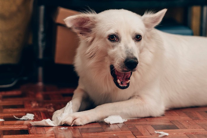 ティッシュを噛んでいる白い犬