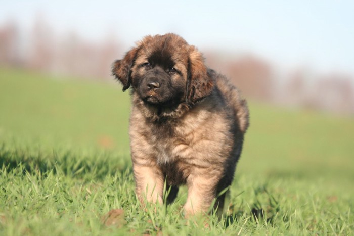 レオンベルガーの子犬