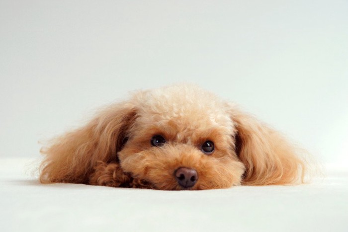 床に寝そべる犬