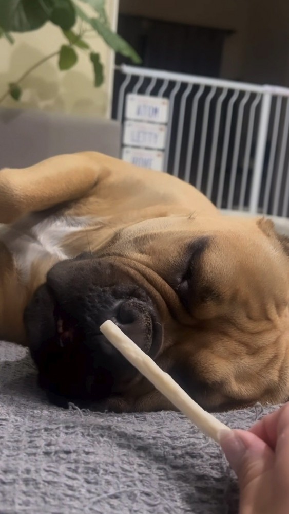 寝ている犬の前にガムを差し出す飼い主さん