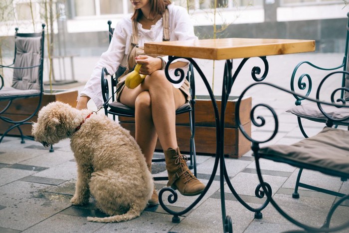 犬連れでカフェ