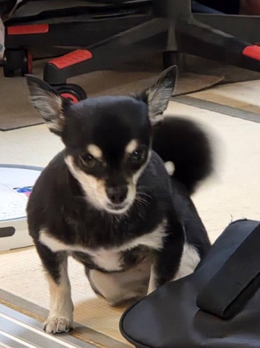 愛犬チワワ