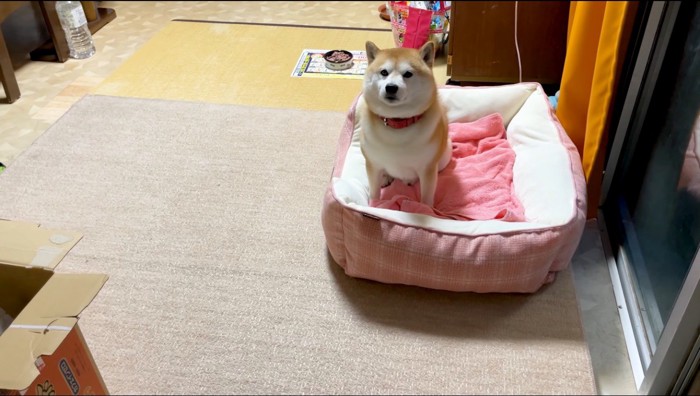 ドアの前でお座りをして待つ犬