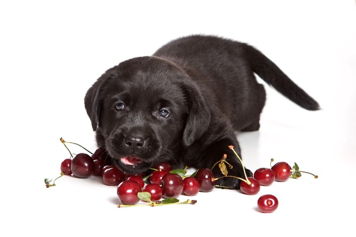 アメリカンチェリーが散らばった床に伏せている子犬