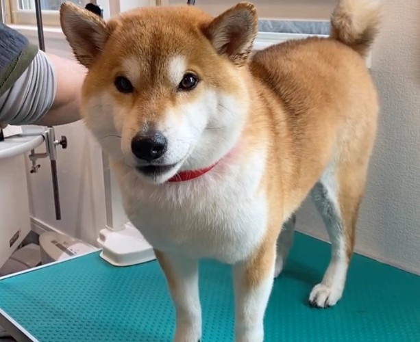 台の上に乗る柴犬