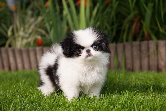 芝生の上に立っている狆の子犬