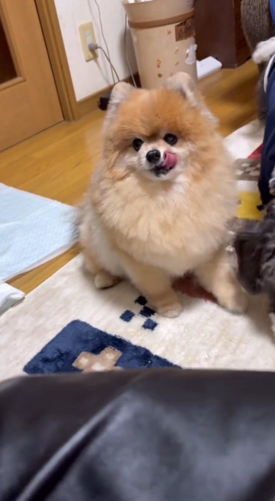 自分の口元を舐める犬