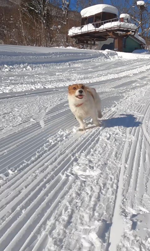 雪山を爆走するモカちゃん7