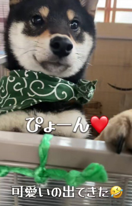 ピョコンと登場♡