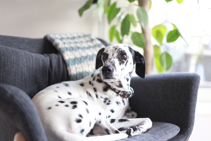 ソファで振り返る犬