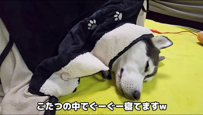 コタツから顔を出して眠るハスキー犬