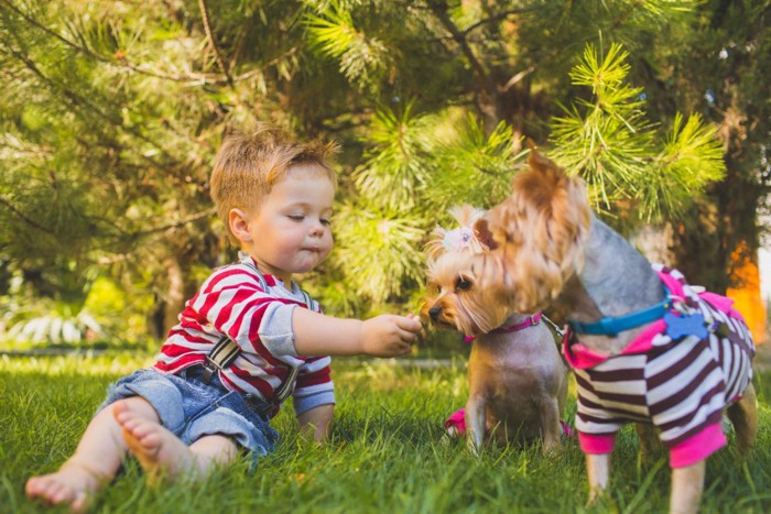 犬にトリーツをあげている男の子