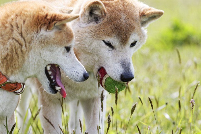 2匹の遊ぶ柴犬