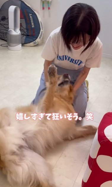 へそ天で撫でられながら女性に甘えるゴールデンレトリバー