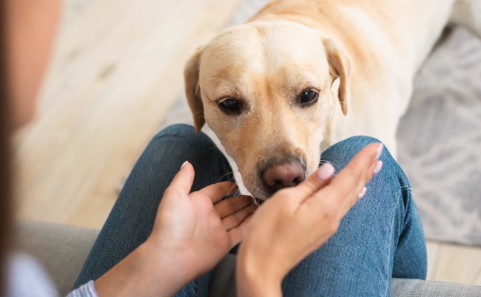 においをかぐ犬