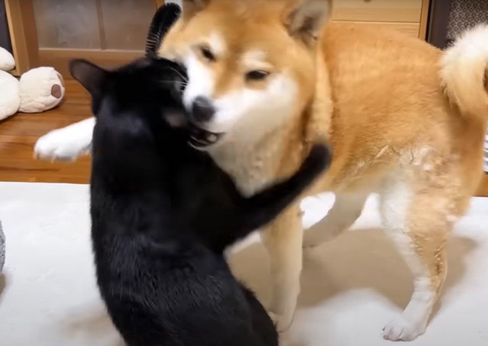 取っ組み合う犬と黒猫