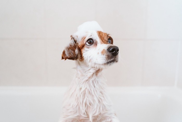 水色の桶に入った犬とシャンプーセット