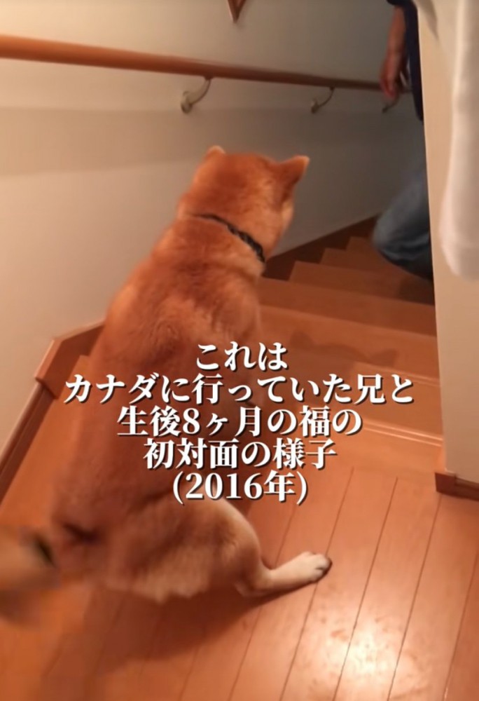 前のめりになる柴犬