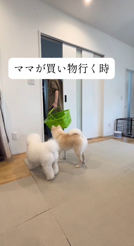 出かける支度をする女性のあとを追う2頭の犬