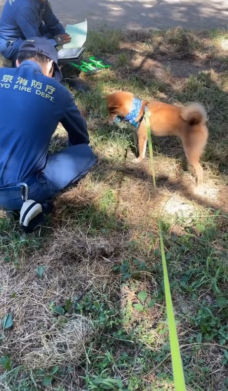 柴犬のつくしちゃん！