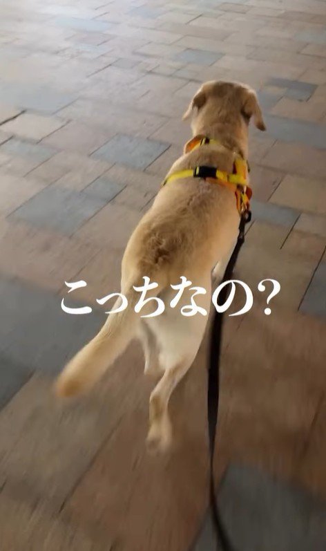 ママさんのお迎えに来たレオンくん4