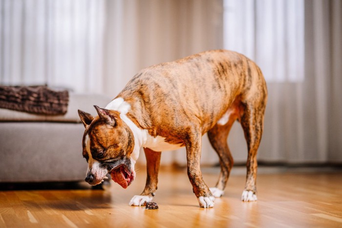 部屋で吐き気を催す犬