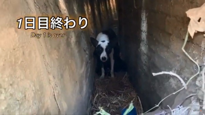 母犬とその後ろにいる子犬たち