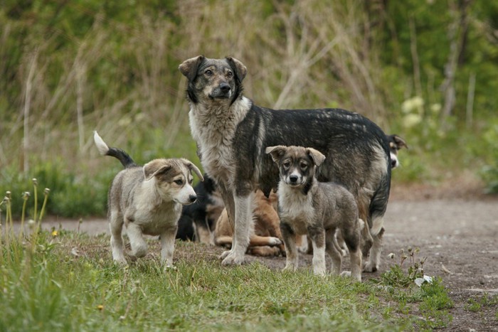 母犬と仔犬