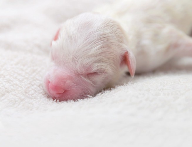 産まれたばかりの子犬