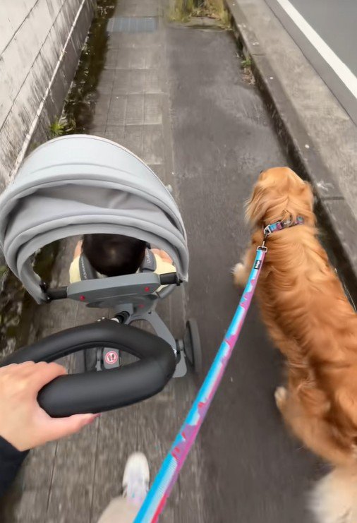 ベビーカーと並んでトコトコ…