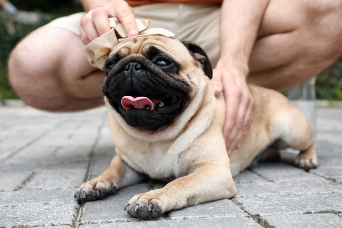 犬にタオルを当てる