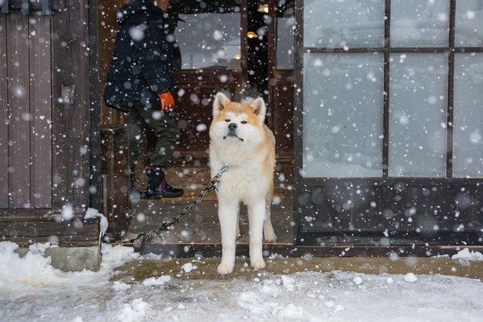 雪と秋田犬