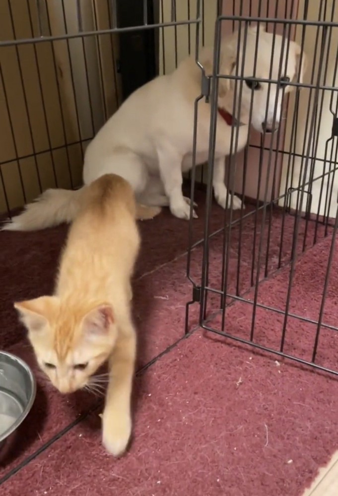 外へ歩き出す子猫と見送る犬