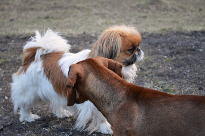 屋外ですれ違うペキニーズとダックス