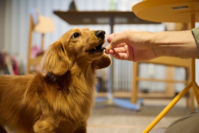 おやつをもらう犬