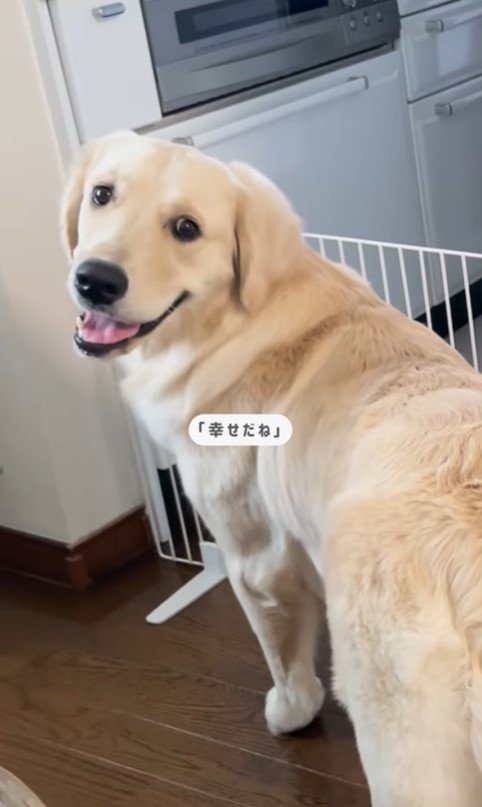 小町ちゃんと実家に帰省9
