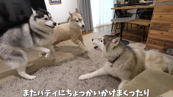 子どもみたいな3頭にホッコリ♡