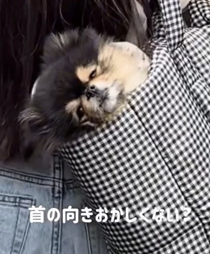 首だけ後ろへ向ける犬