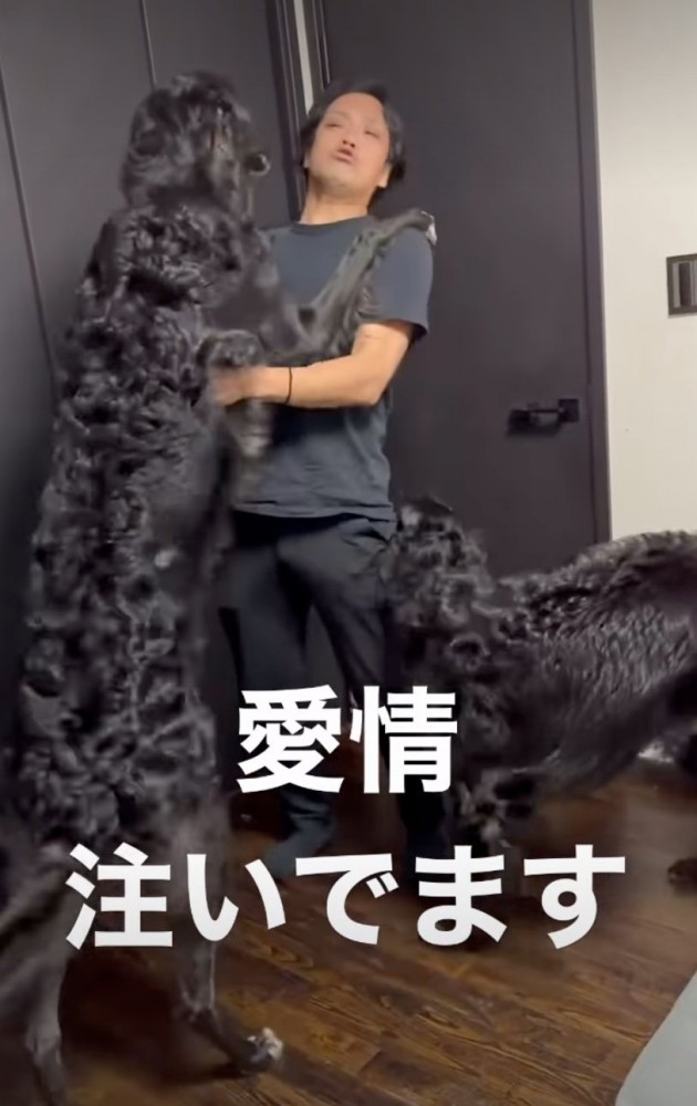 パパに飛びつくボルゾイ