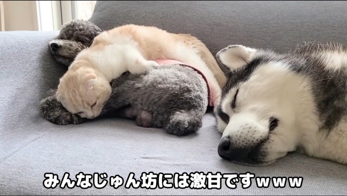 トイプードルの上で眠る猫